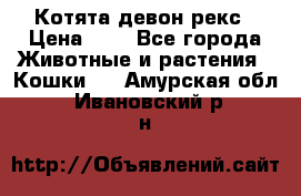 Котята девон рекс › Цена ­ 1 - Все города Животные и растения » Кошки   . Амурская обл.,Ивановский р-н